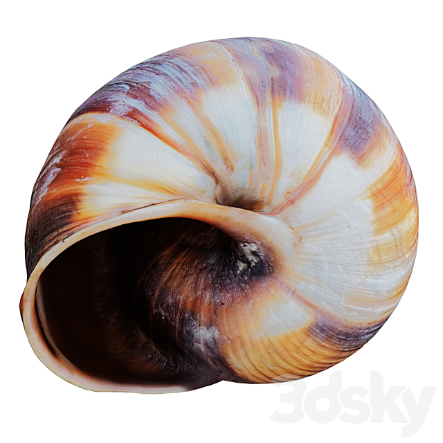 Empty Shell Snail 3DS Max Model - thumbnail 4