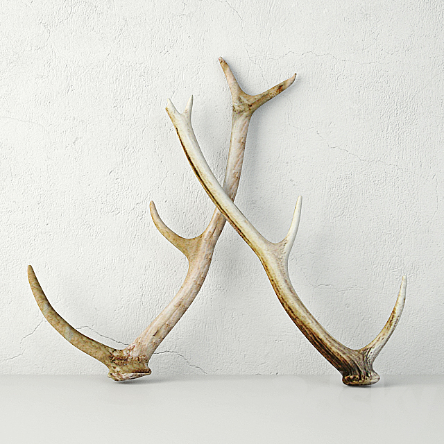 Naturally-Shed Deer Antlers 3DSMax File - thumbnail 1