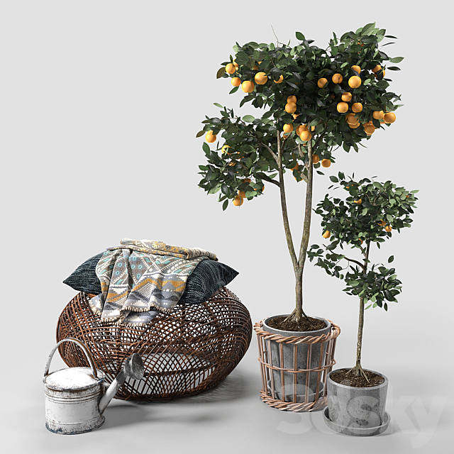 Orange Trees set_03 3DS Max Model - thumbnail 1