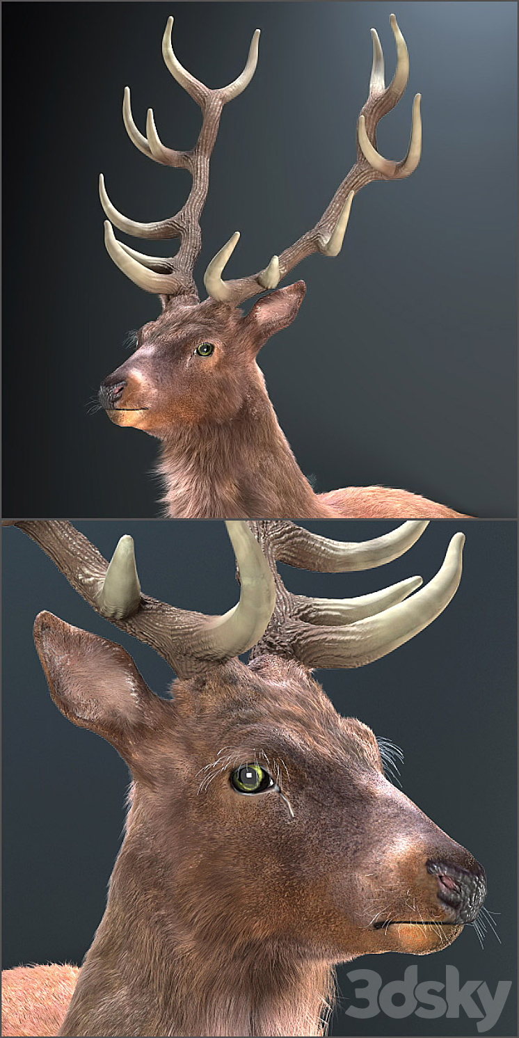 Resting deer. 3DS Max - thumbnail 2