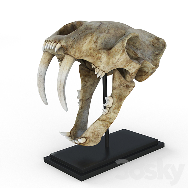 Skull of saber-toothed tiger 3DSMax File - thumbnail 1