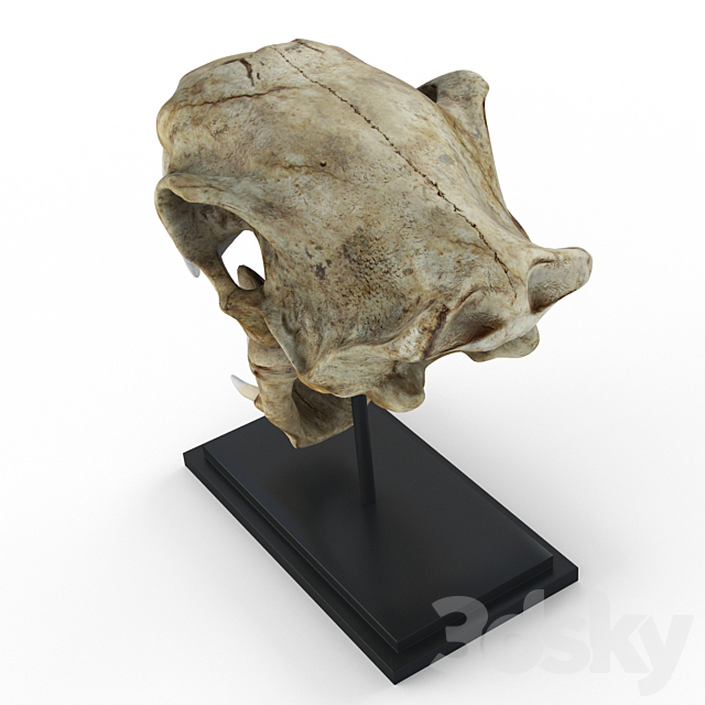 Skull of saber-toothed tiger 3DSMax File - thumbnail 2