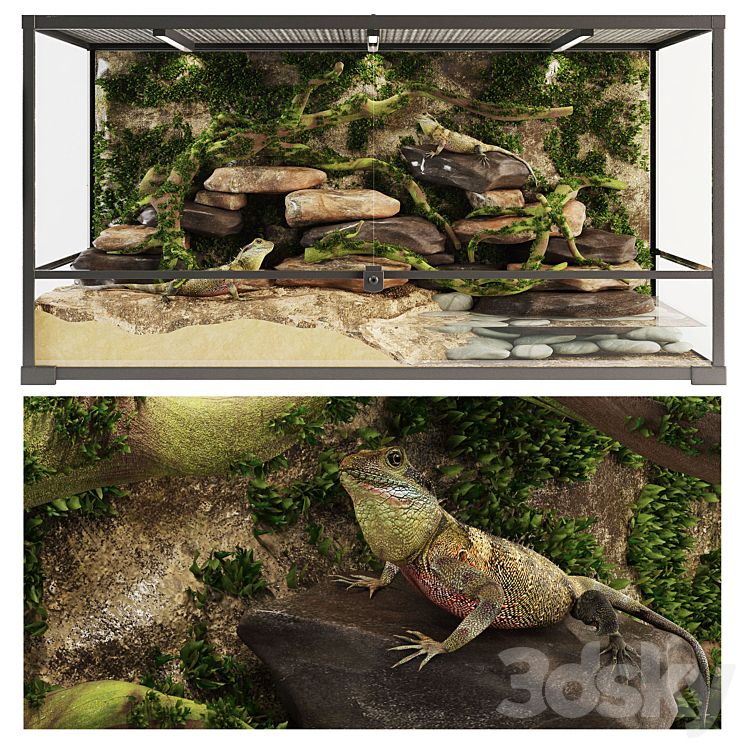 Terrarium Agama 3DS Max - thumbnail 1