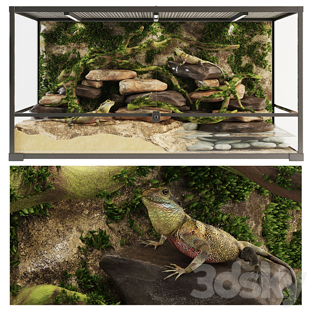 Terrarium Agama 3DSMax File - thumbnail 1