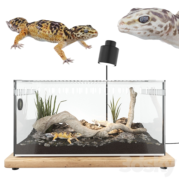 Terrarium with geckos 3DS Max - thumbnail 1