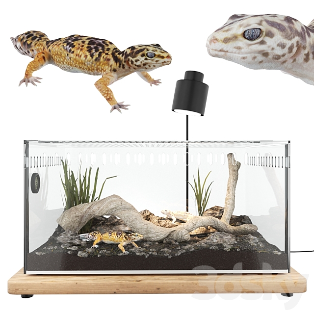 Terrarium with geckos 3DSMax File - thumbnail 1