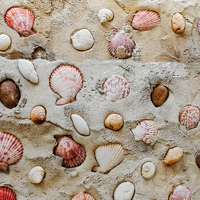 Wall with seashells. 3ds Max - thumbnail 3