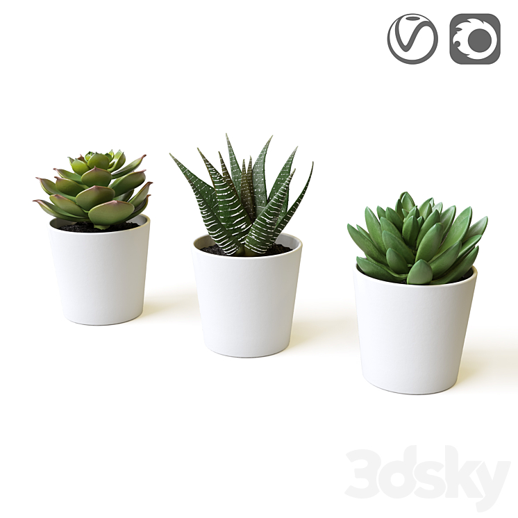 Succulents 3DS Max - thumbnail 1