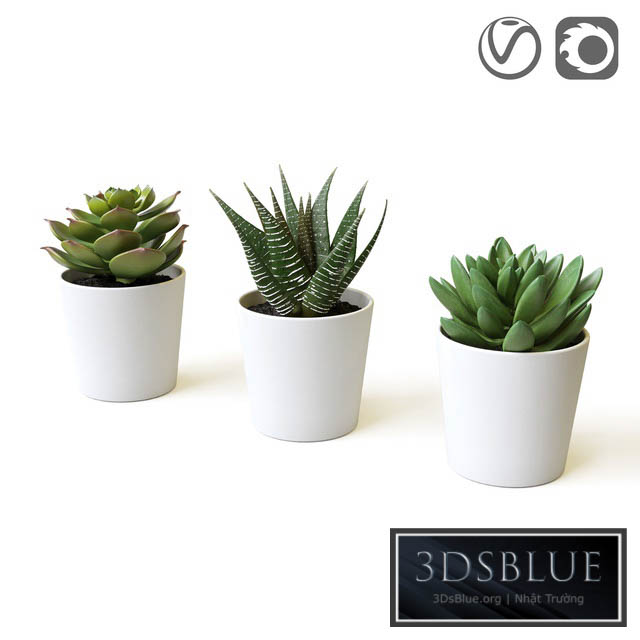 Succulents 3DS Max - thumbnail 3