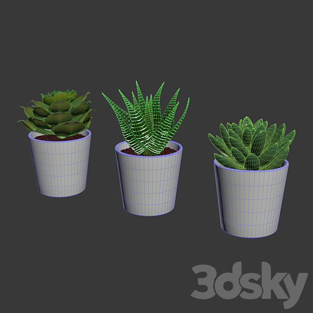 Succulents 3DSMax File - thumbnail 4