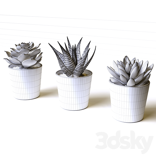 Succulents 3DSMax File - thumbnail 5