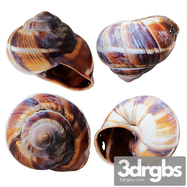 Empty Shell Snail 3dsmax Download - thumbnail 1