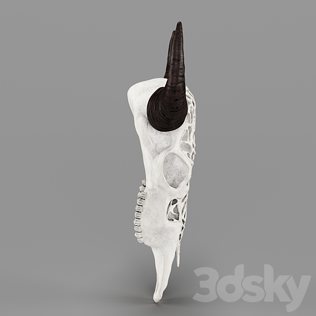 Wall Decor Bull Skull with Bone Carving 3DSMax File - thumbnail 3