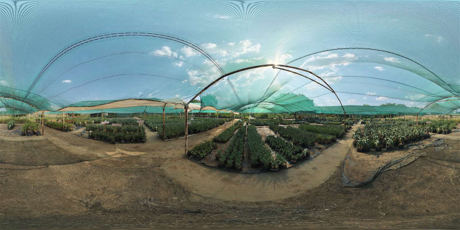 HDRI – Aloe Farm Shade House – nature - thumbnail 1