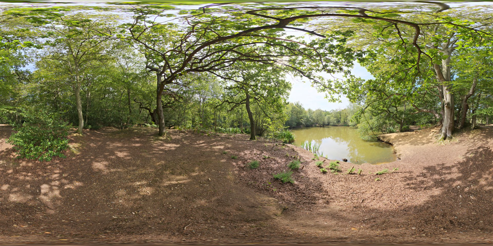 HDRI – Epping Forest 01 – nature - thumbnail 1