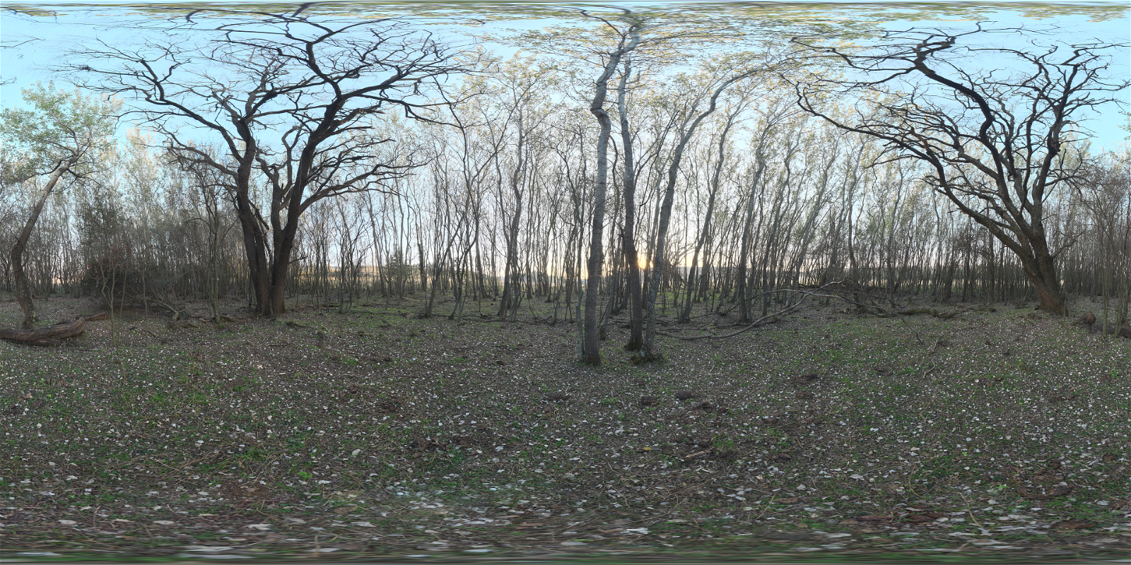 HDRI – Forest Grove – natural light - thumbnail 1