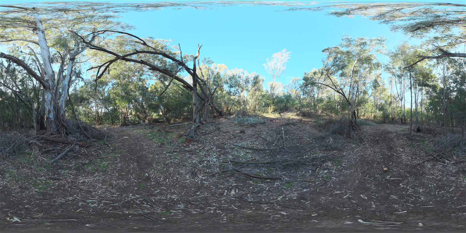 HDRI – Gum Trees – natural light - thumbnail 1