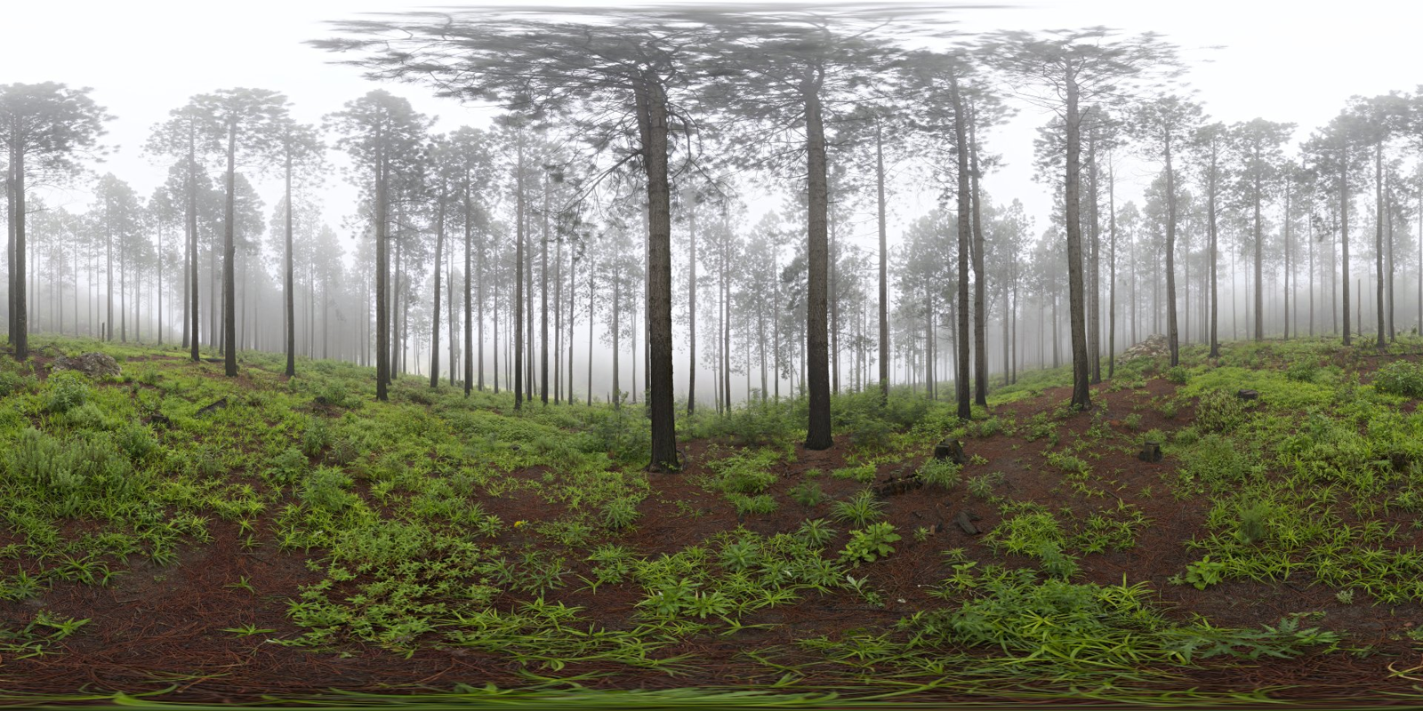 HDRI – Misty Pines – nature - thumbnail 1