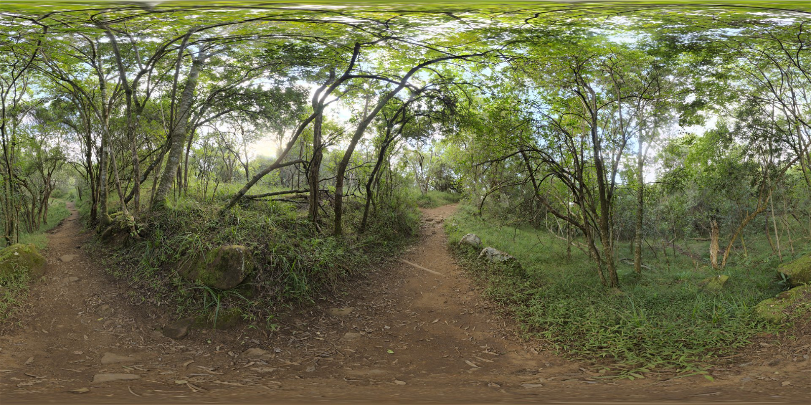 HDRI – Monk’s forest – nature - thumbnail 1