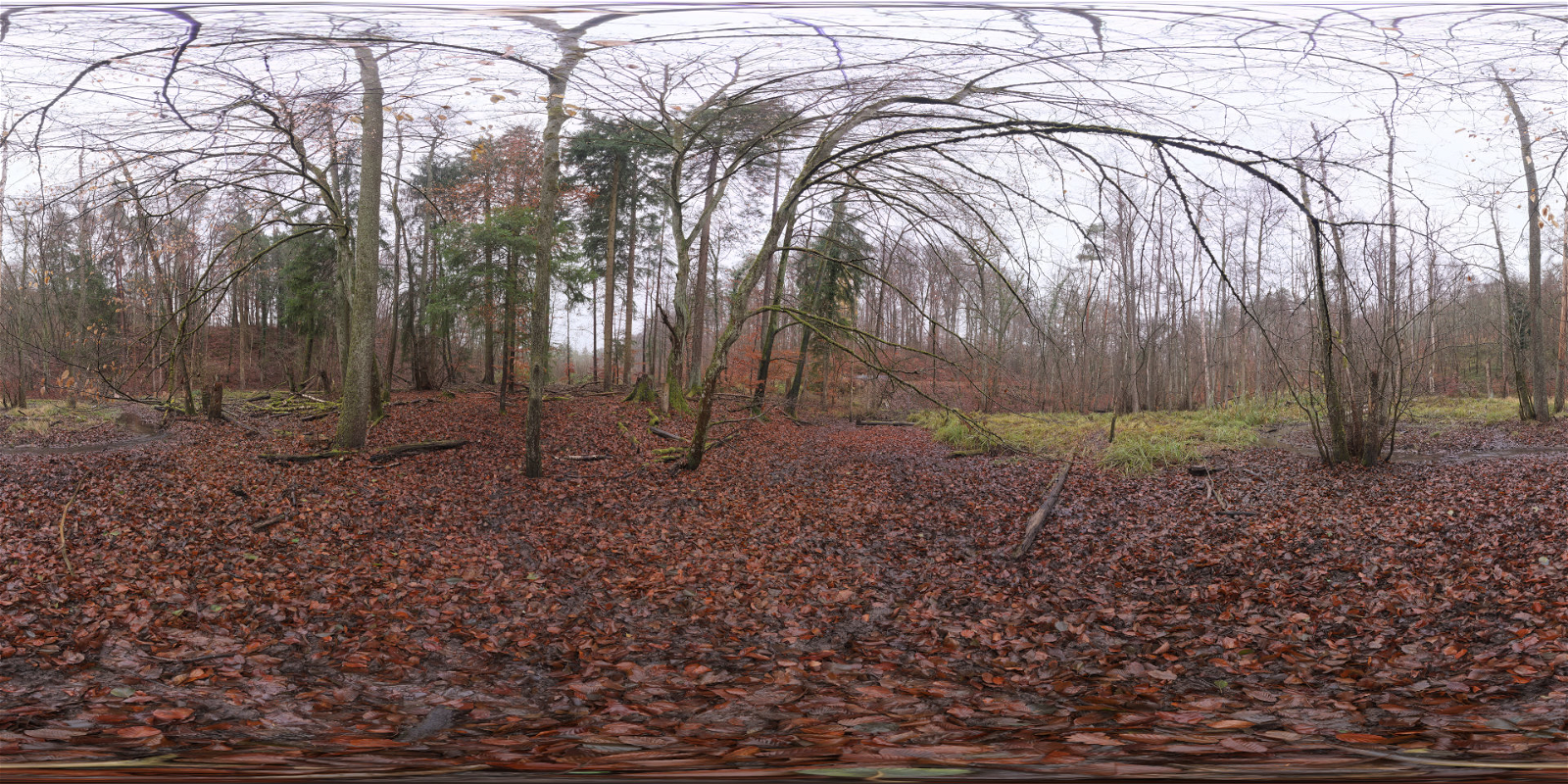 HDRI – Muddy Autumn Forest – nature - thumbnail 1