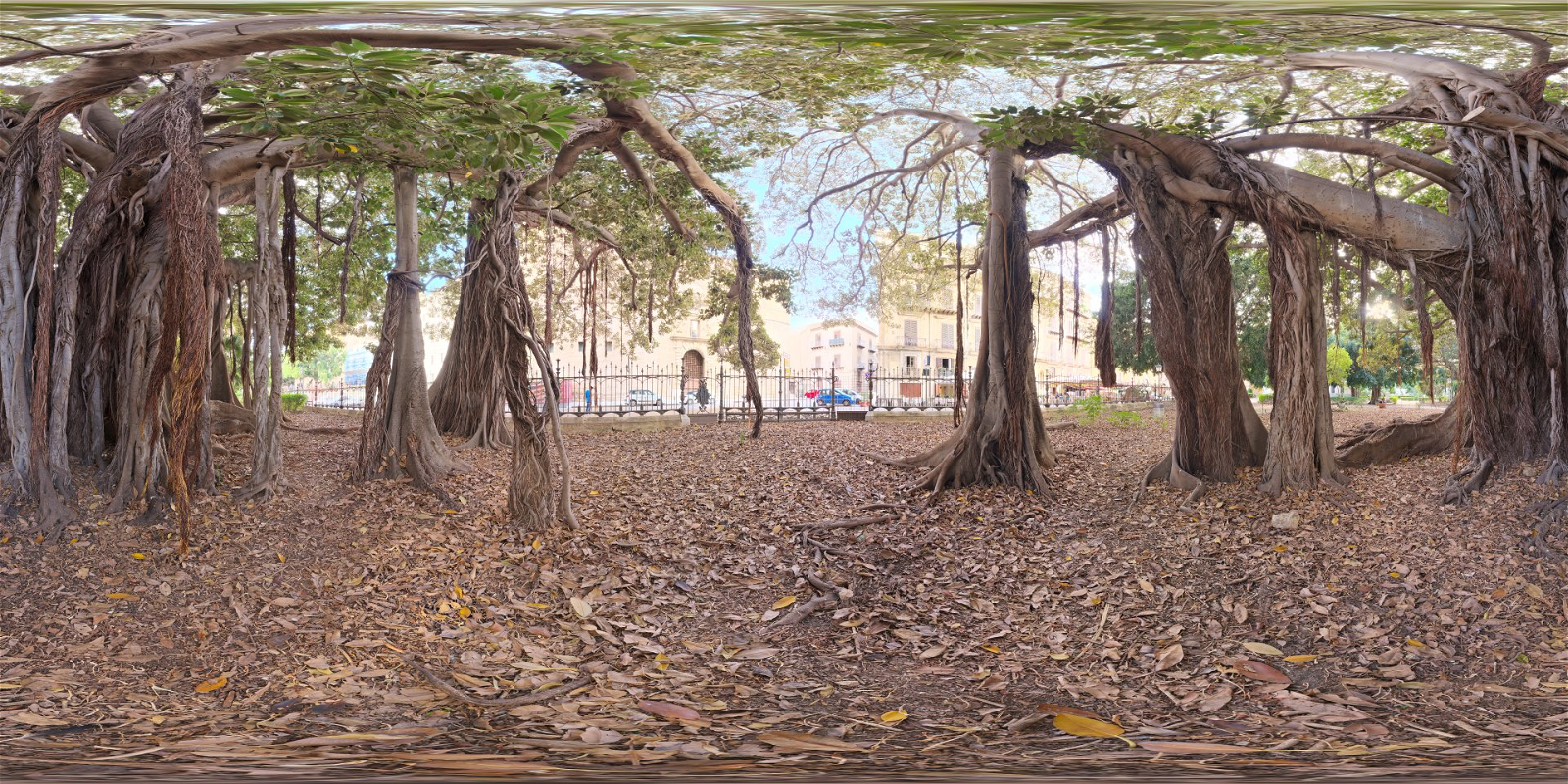 HDRI – Old Tree in City Park – nature - thumbnail 1