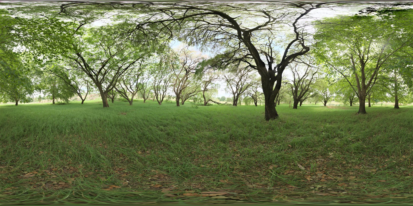 HDRI – Shady Patch – nature - thumbnail 1