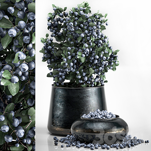 A small beautiful lush blueberry bush in a metal pot and a bowl with blueberries a tree. 3ds Max - thumbnail 1