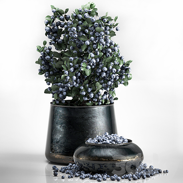 A small beautiful lush blueberry bush in a metal pot and a bowl with blueberries a tree. 3ds Max - thumbnail 3