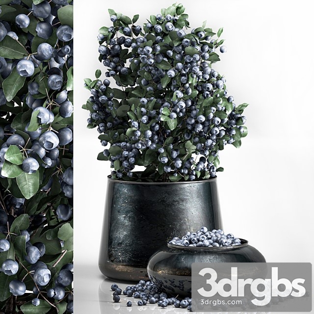 A small beautiful lush blueberry bush in a metal pot and a bowl with blueberries, a tree. - thumbnail 1