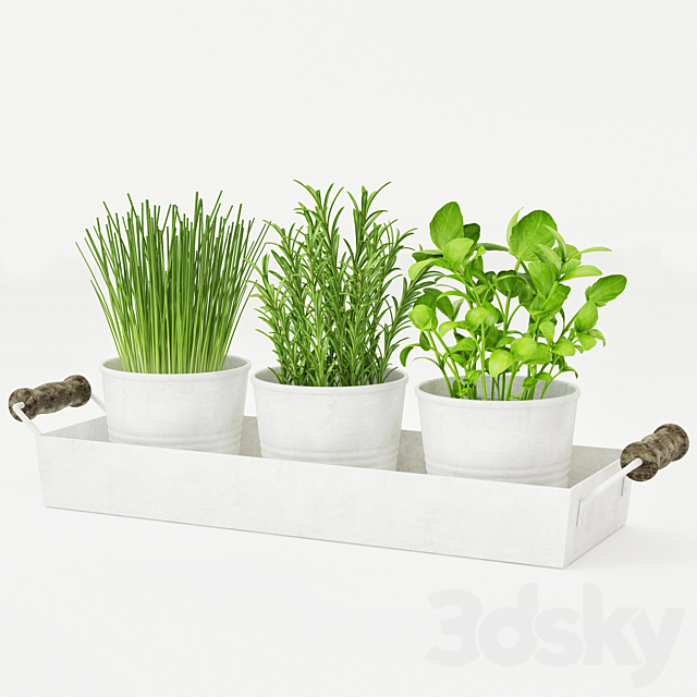 Pots of herbs 3DSMax File - thumbnail 1