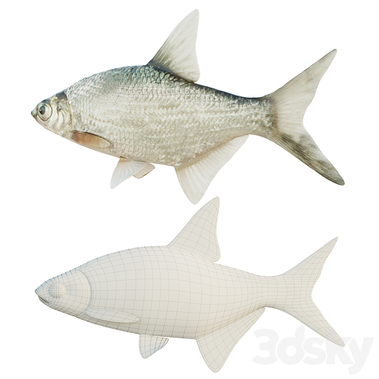 Abramis brama fish 3DS Max - thumbnail 2