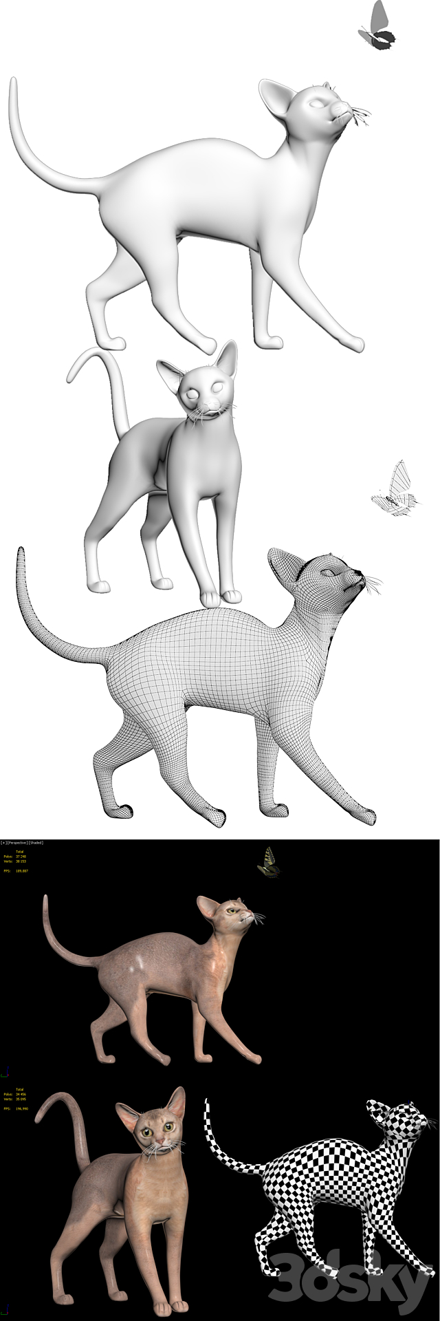 Abyssinian cat 3DS Max Model - thumbnail 3