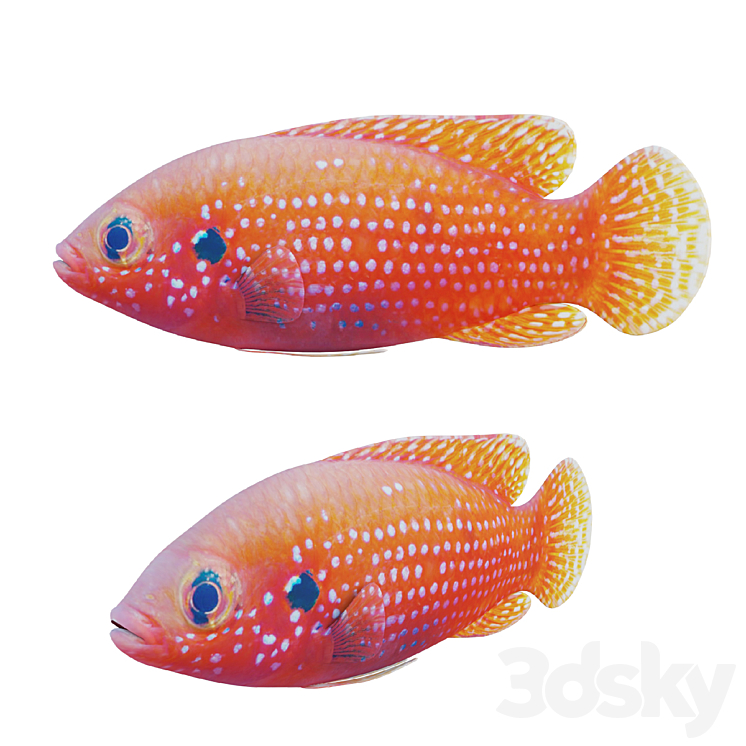 African jewel fish 3DS Max Model - thumbnail 1