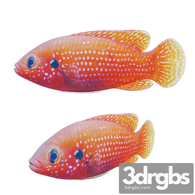 African Jewel Fish 3dsmax Download - thumbnail 1