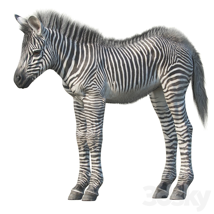 Baby zebra 3DS Max - thumbnail 1