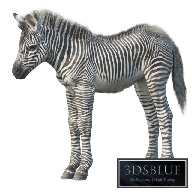 Baby zebra 3DS Max - thumbnail 3