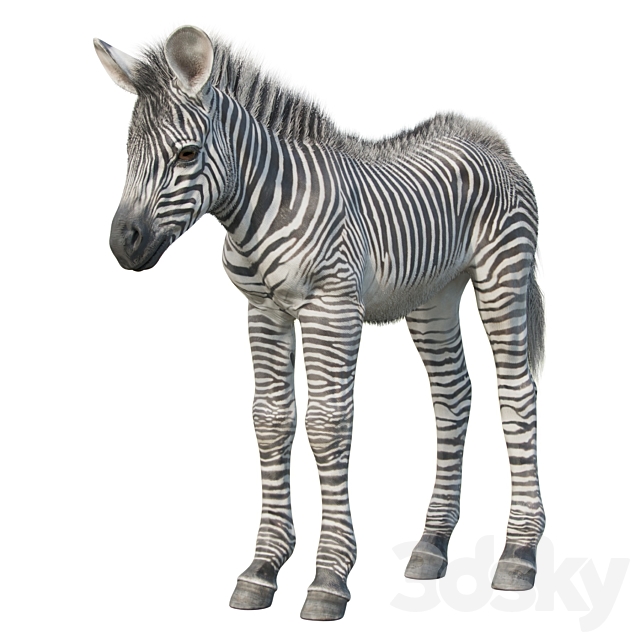 Baby zebra 3DSMax File - thumbnail 2