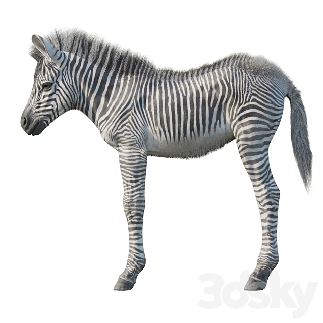 Baby zebra 3DSMax File - thumbnail 3