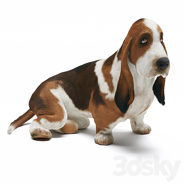 Basset Hound 3ds Max - thumbnail 1