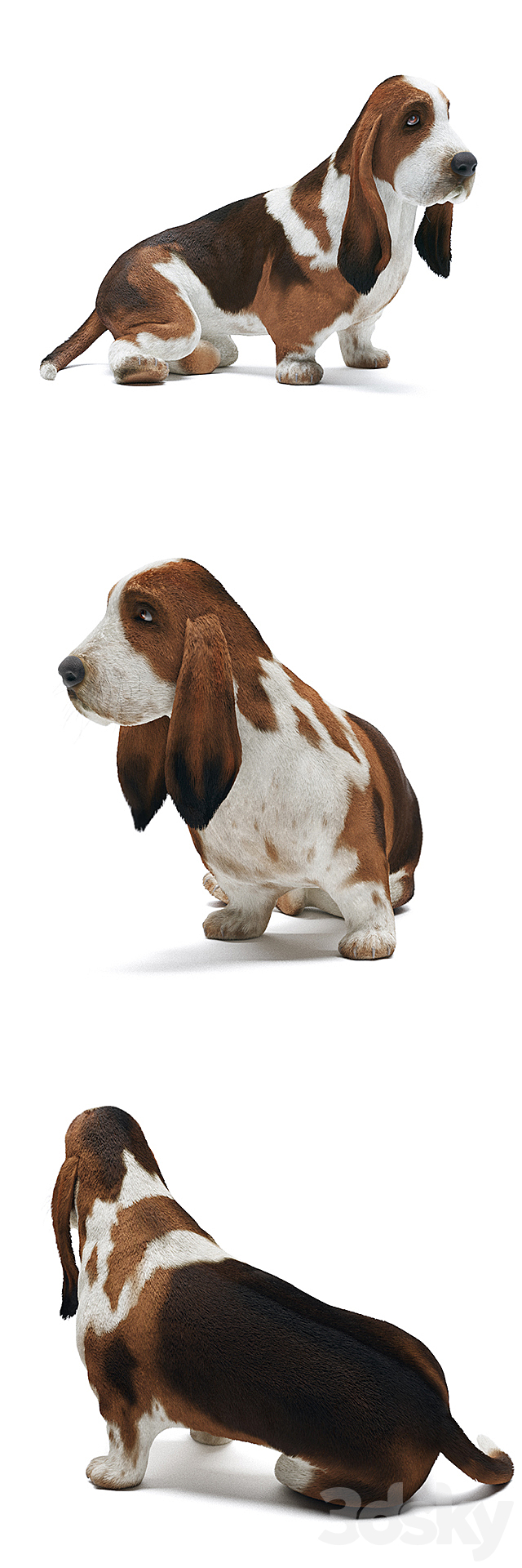 Basset Hound 3ds Max - thumbnail 2