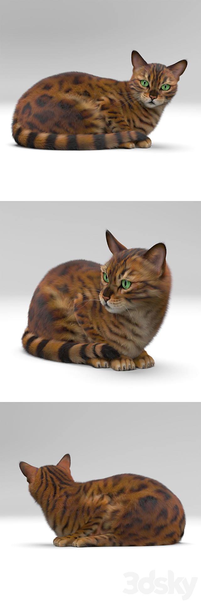 BENGAL CAT 3DSMax File - thumbnail 2