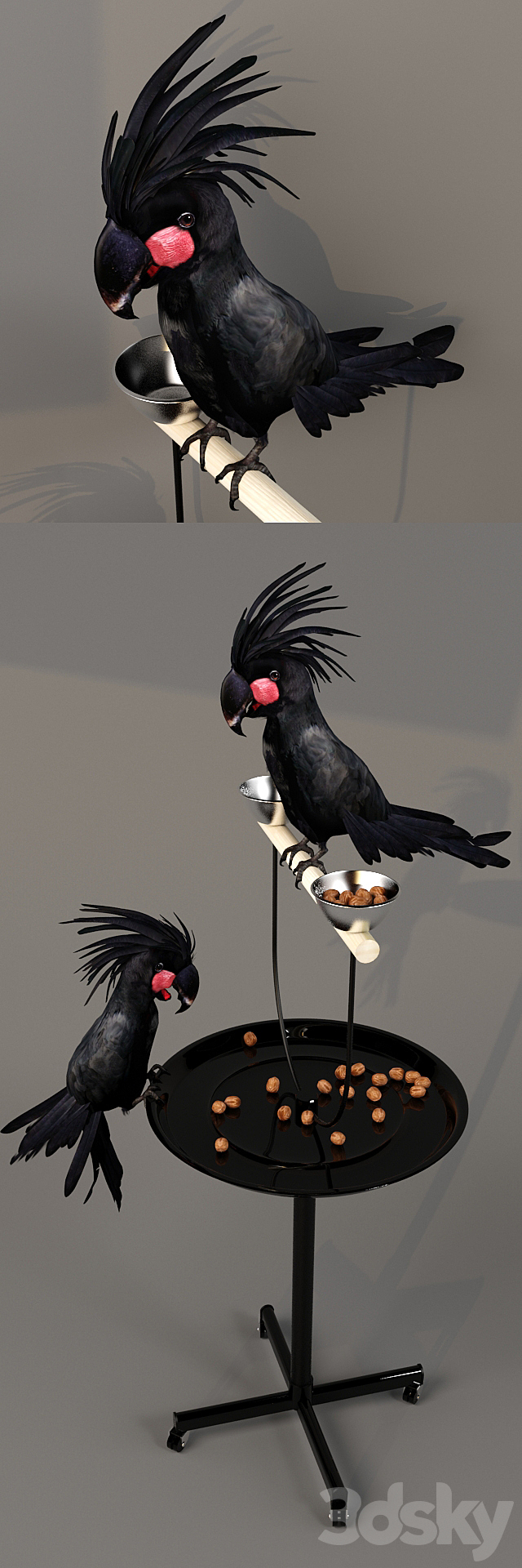 Black Cockatoo. Probosciger aterrimus 3DS Max Model - thumbnail 2