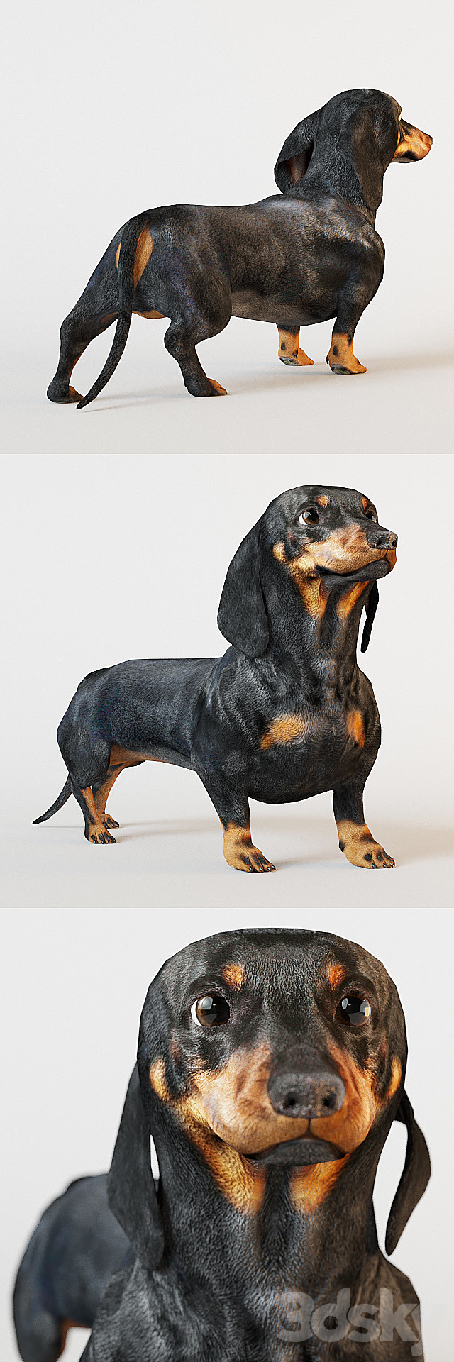 Black dachshund 3DS Max Model - thumbnail 2