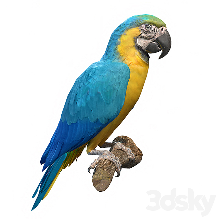 Blue and yellow macaw 3DS Max - thumbnail 1