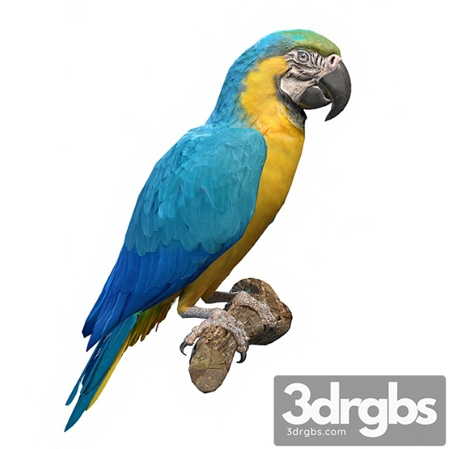 Blue and yellow macaw - thumbnail 1