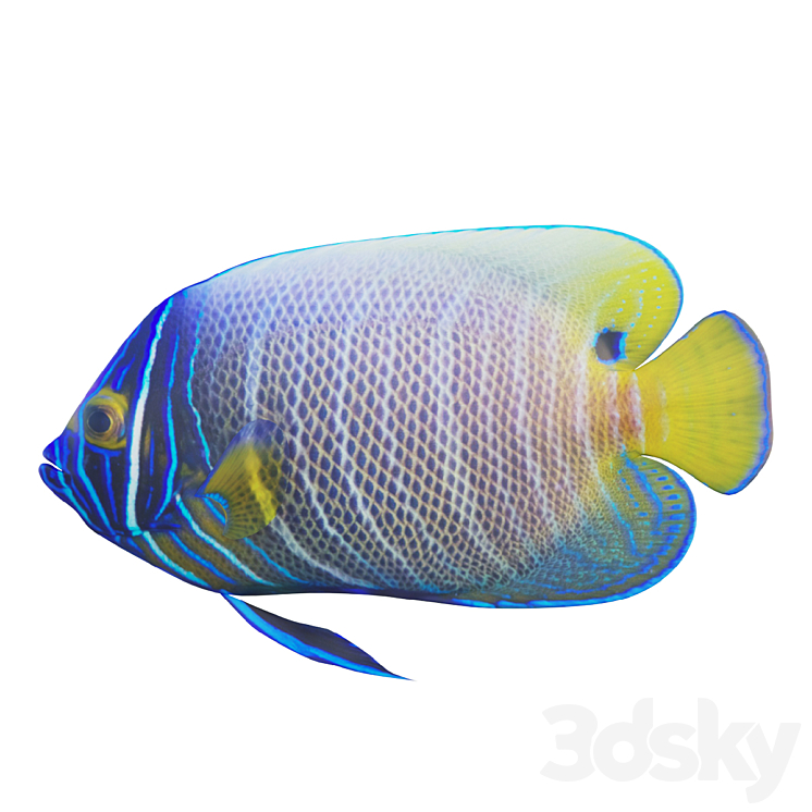 Blue girdled Angelfish set 03 3DS Max Model - thumbnail 1