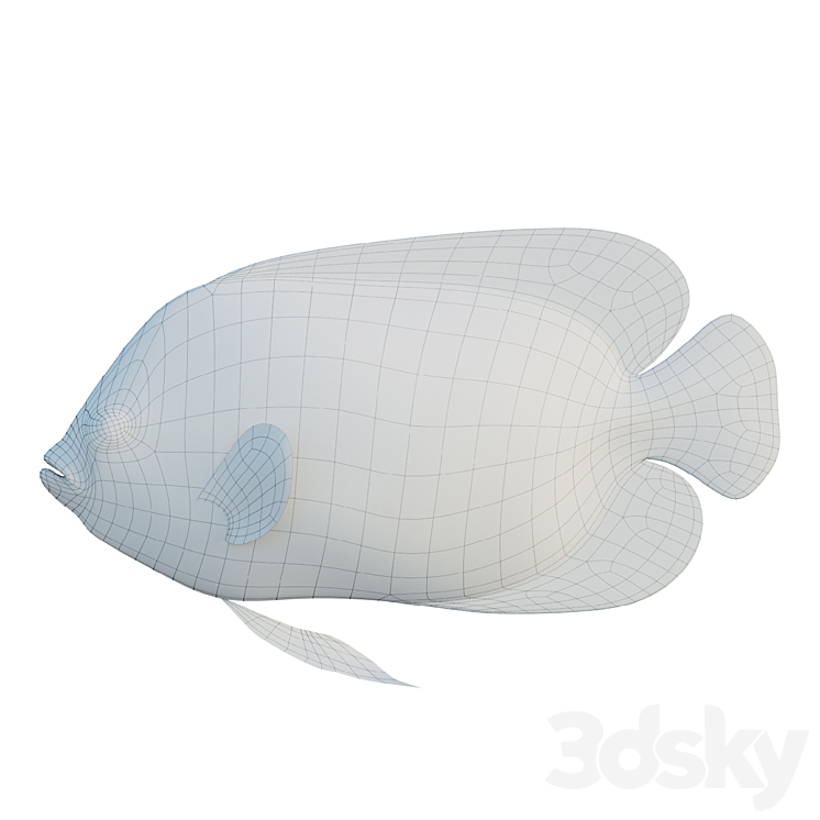 Blue girdled Angelfish set 03 3DS Max - thumbnail 2