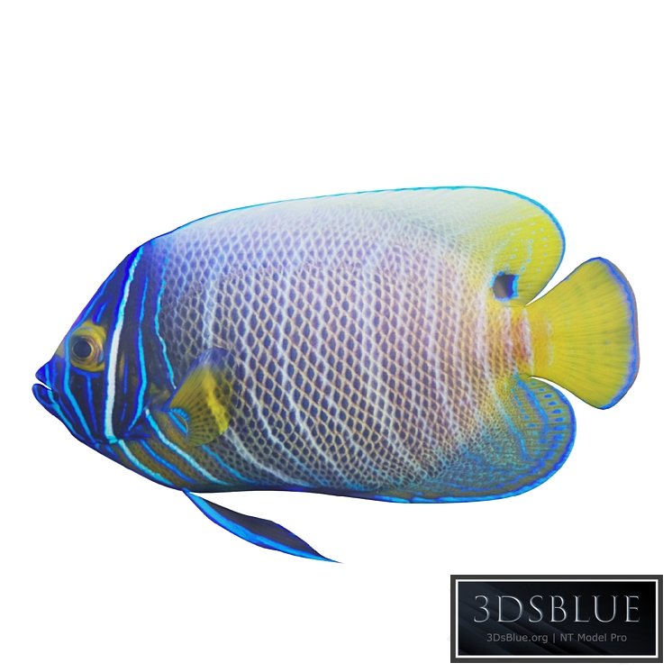 Blue girdled Angelfish set 03 3DS Max - thumbnail 3