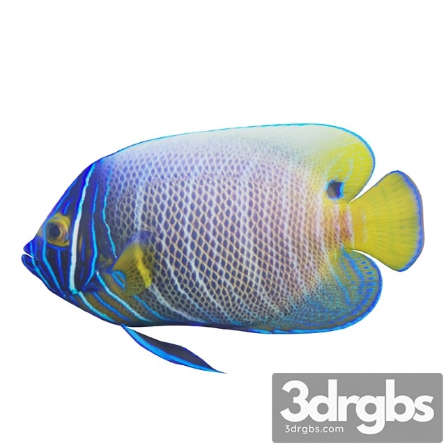 Blue Girdled Angelfish Set 03 3dsmax Download - thumbnail 1