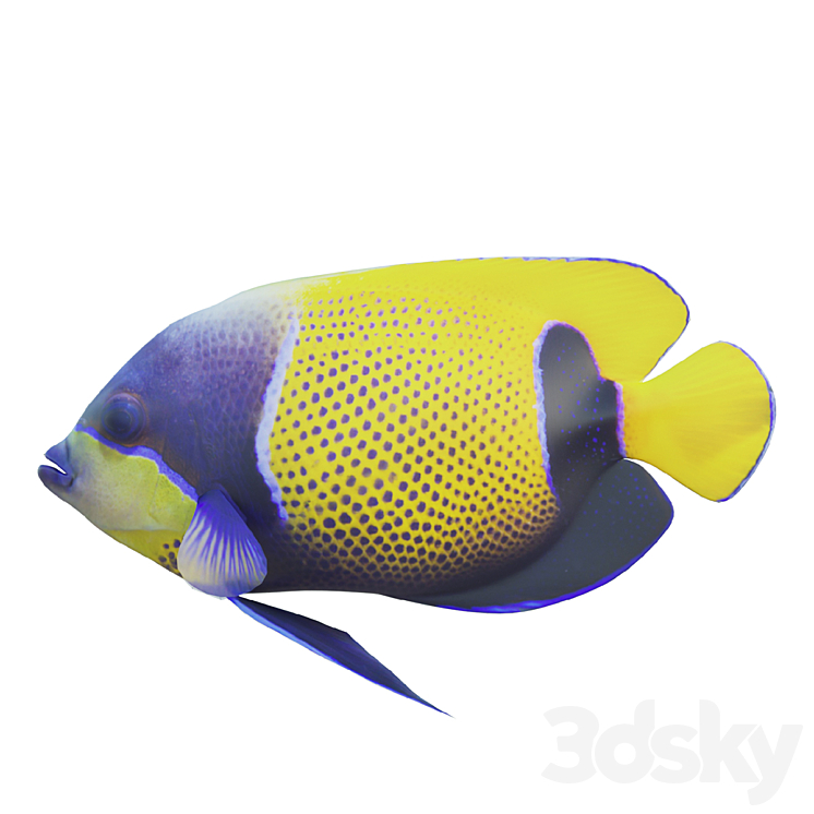 Blue girdled Angelfish set 04 3DS Max Model - thumbnail 1